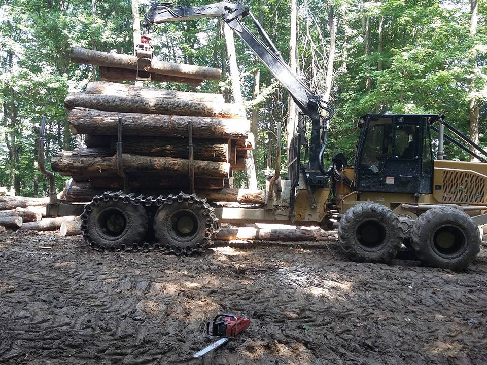 Professional forestry equipment loading timber