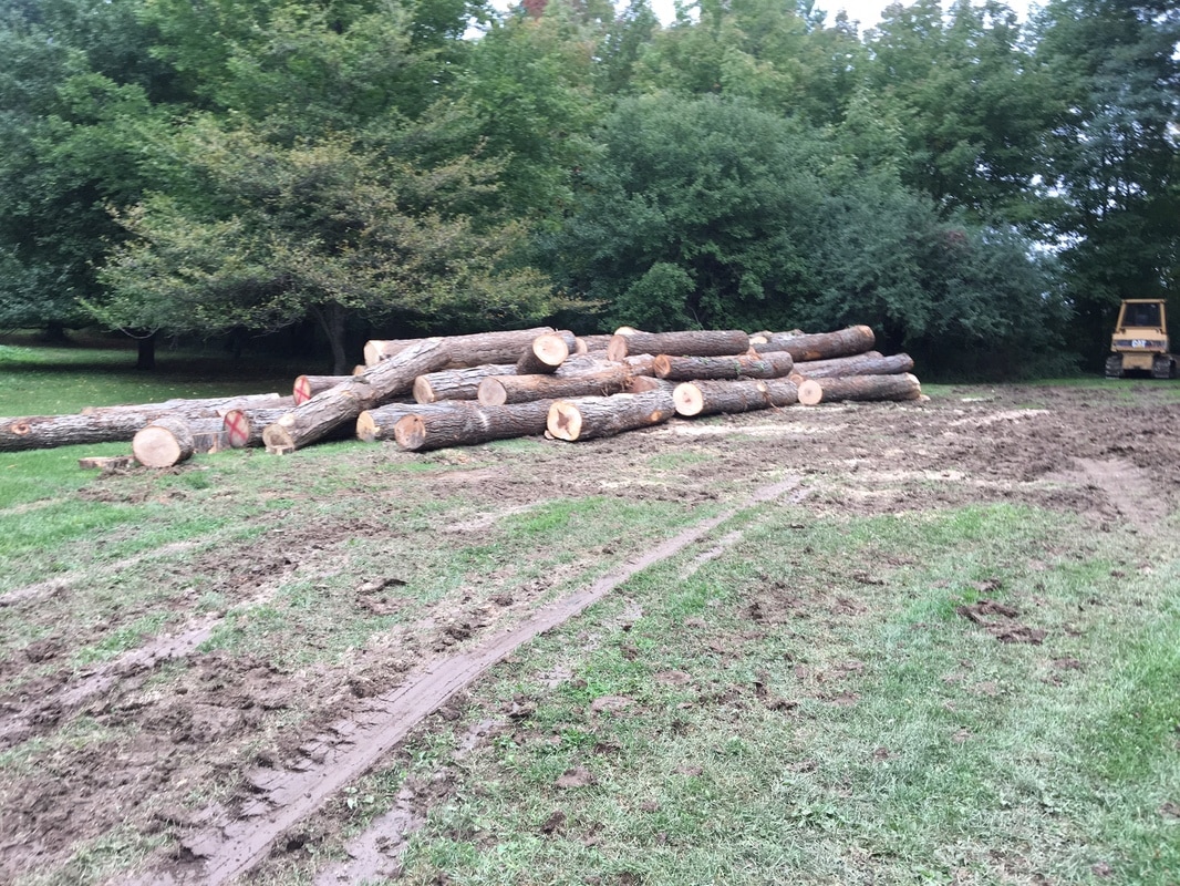 Harvested timber logs ready for sale